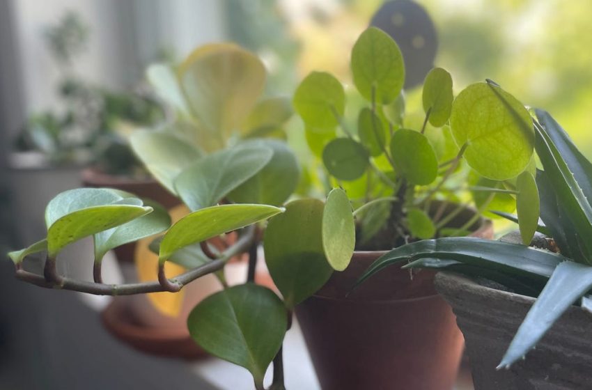  Hardy Houseplants: These 9 Indoor Plants Are Impossible to Kill