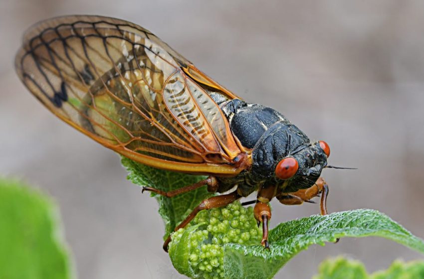  Blue-Eyed Cicada Is Spotted as Cicada-Geddon Double-Brood Event Continues
